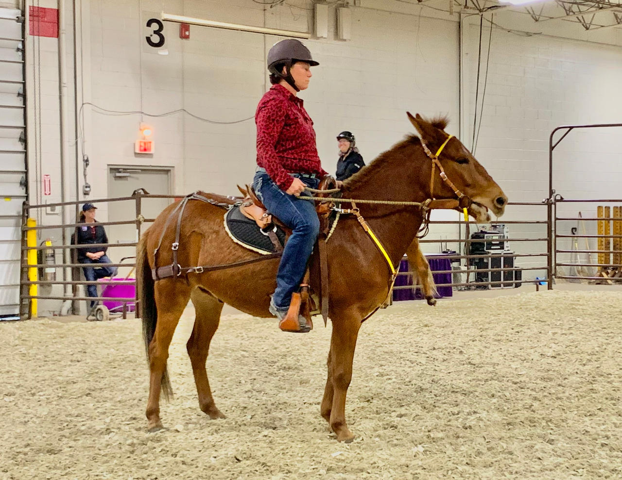Equestrian Riding A Chestnut Mule 6 by jonstallion on DeviantArt