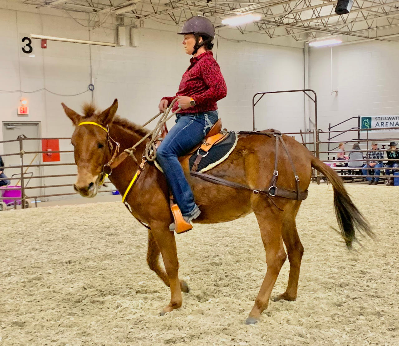 Equestrian Riding A Chestnut Mule 9 by jonstallion on DeviantArt