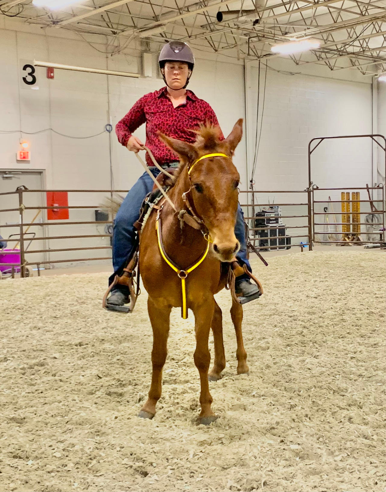 Equestrian Riding A Chestnut Mule 10 by jonstallion on DeviantArt
