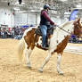 Equestrian On A Spotted Draft Horse 18