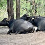 Water Buffalo 6