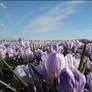 Purple Flowers