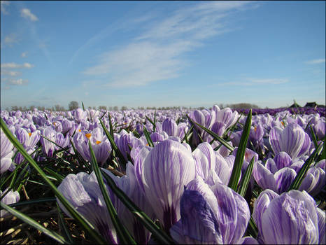 Purple Flowers