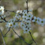 White Flowers 2