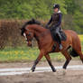 Dressage