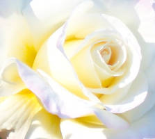 White Rose