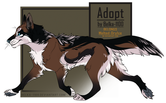 Canine Adopt  - closed