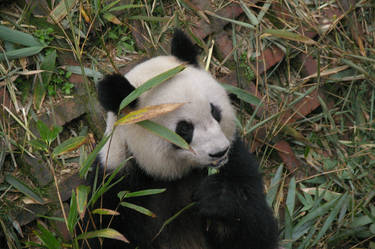 Panda 1