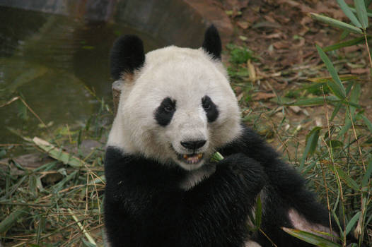 Panda 3