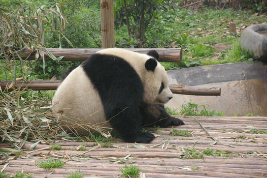 Panda 4