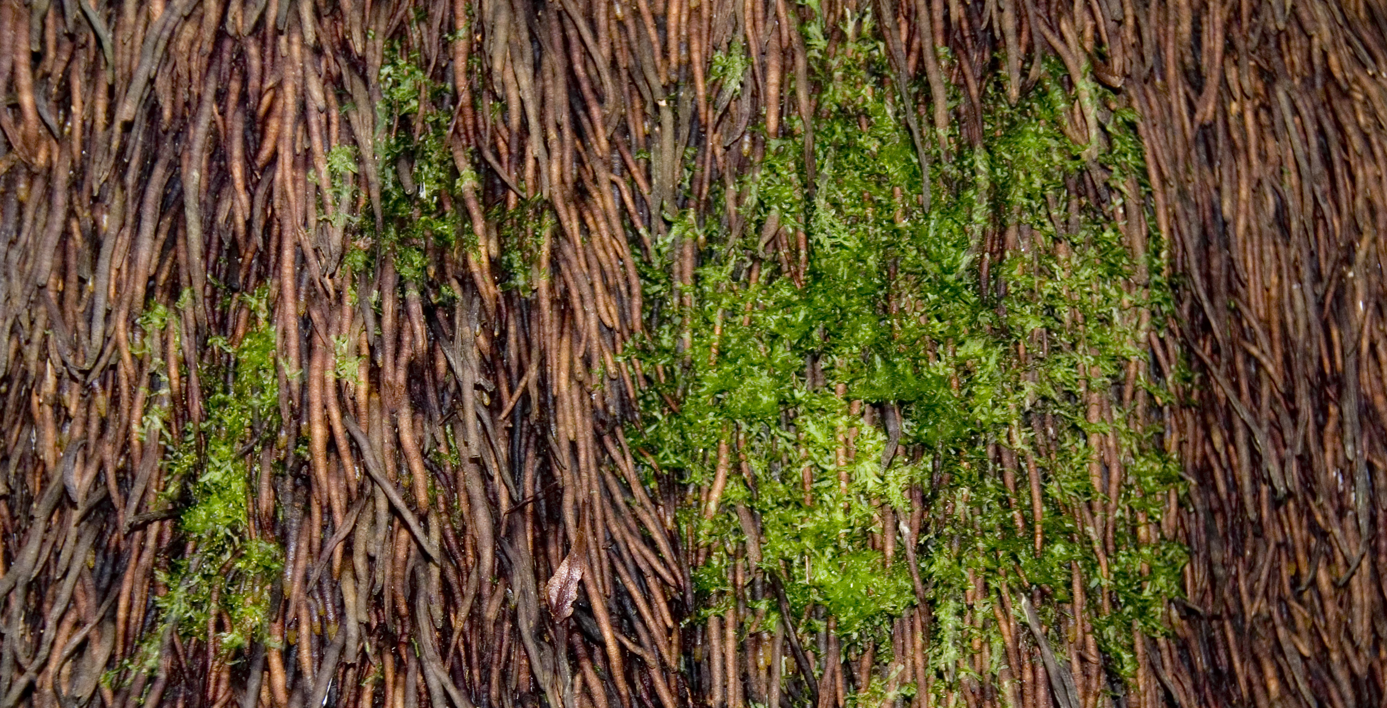 Mossy Fern Texture