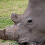 Rhino 001