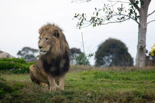 Lion 001