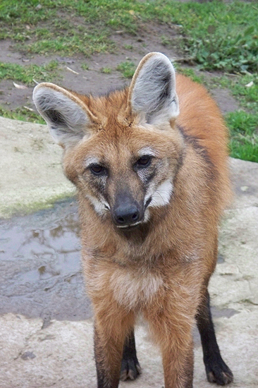 Maned Wolf 1