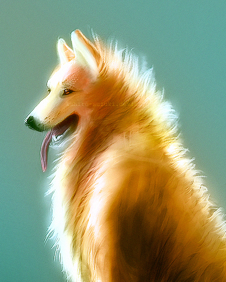 Collie