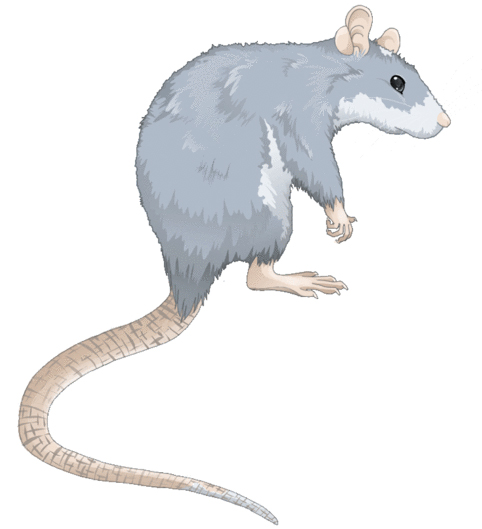 Blue Berkshire Rat