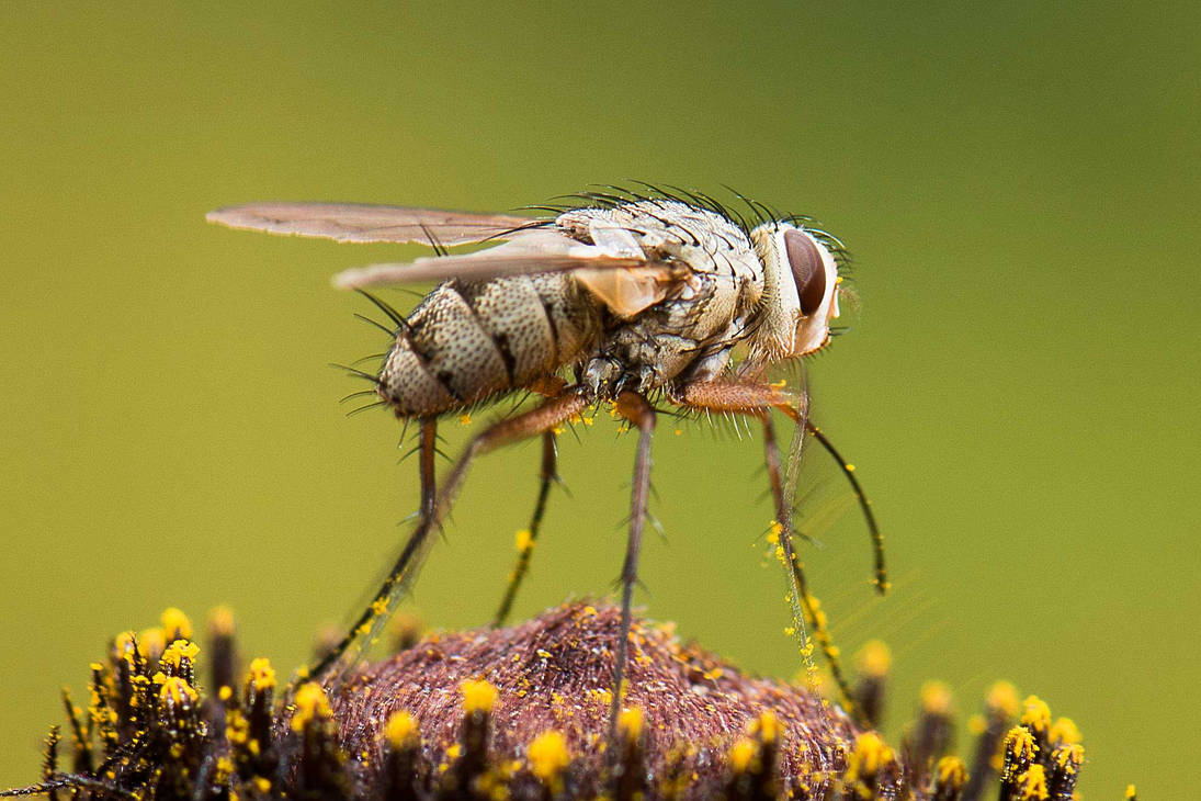 Fly