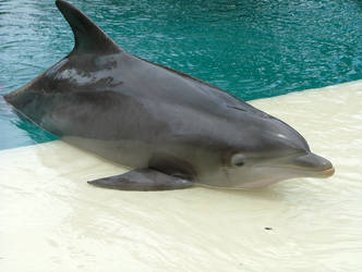 Dolphin