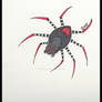 Black Widowless Spider