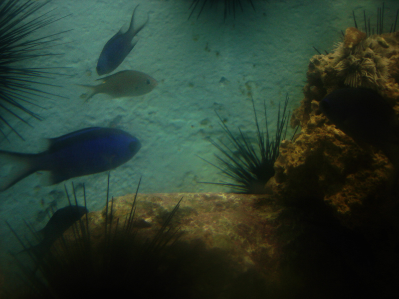 Dreamy Aquarium
