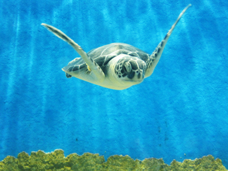 Sea Turtle