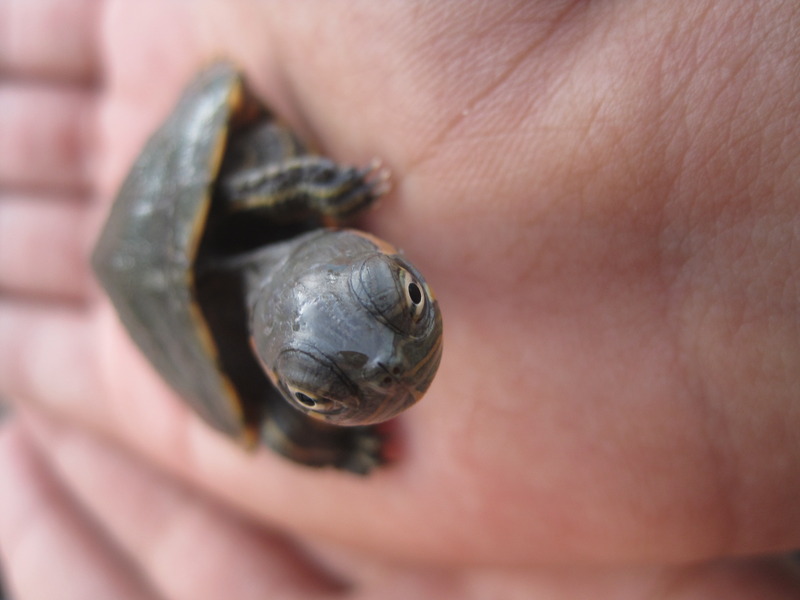 Little Turtle 2