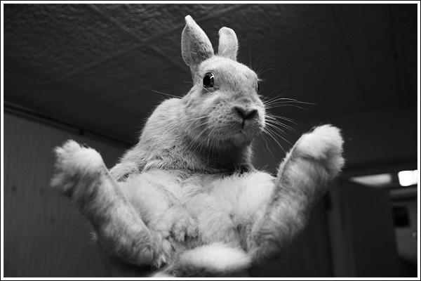 Kung fu rabbit by ludivyne on DeviantArt