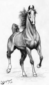 Arabian Horse 4