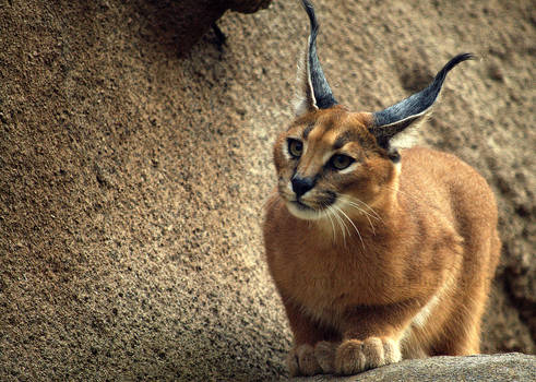 Caracal