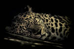 Amur Leopar: Boris by xsiorcanna