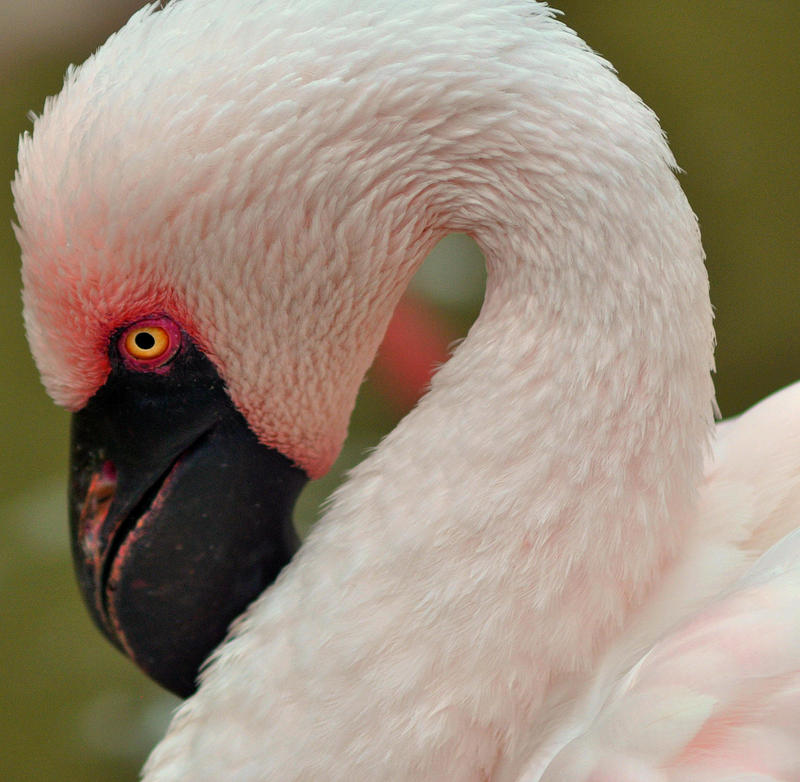 Lesser Flamingo