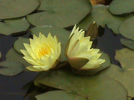 A Lily Pad for Two