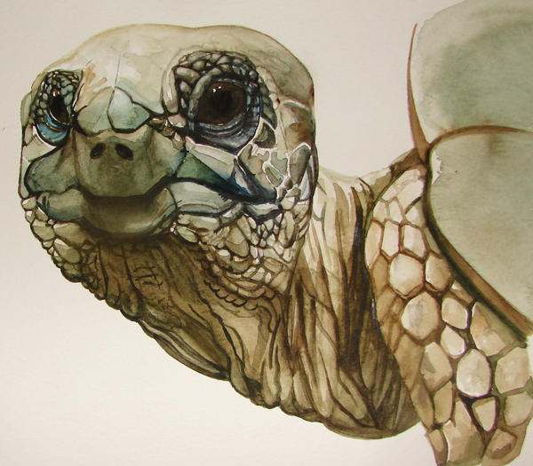 Tortoise Watercolor