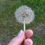 Blowball Dandelion