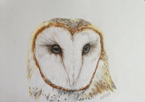 Barn Owl