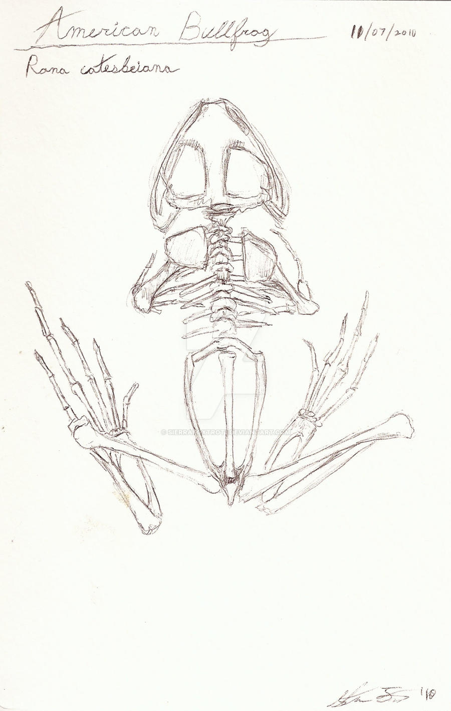 Bullfrog Skeletal Study by Sierrafoxtrot1 on DeviantArt