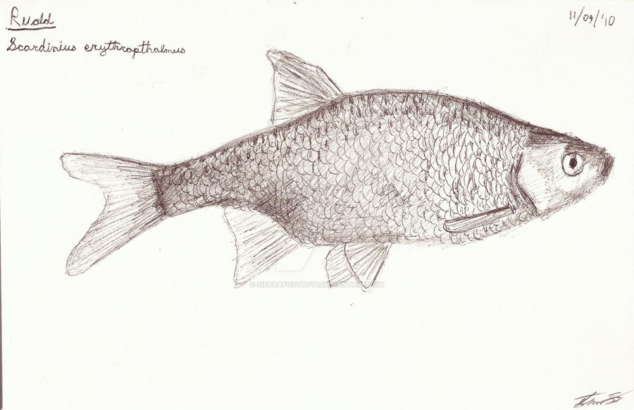 Rudd Study in Ballpoint by Sierrafoxtrot1 on DeviantArt