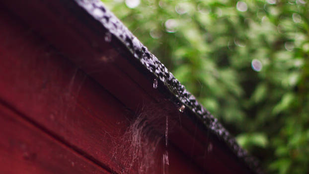 Rain Drops and Spider Webs