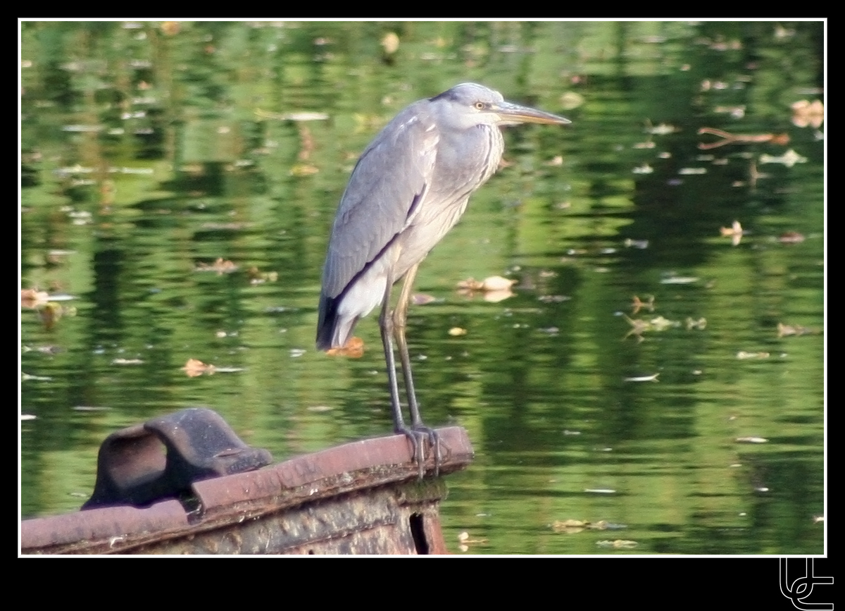 Heron 2