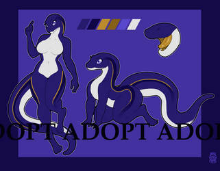 Indigo Racer Salamander Adopt