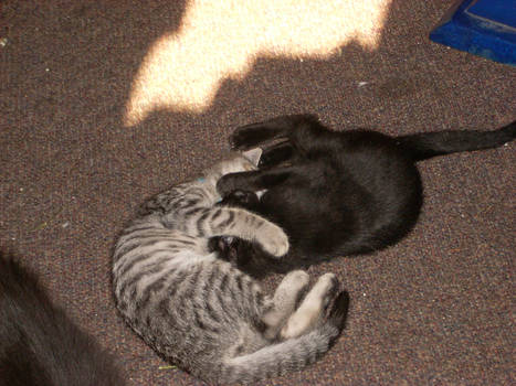 ying and yang