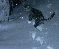 Winter cat