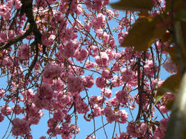 Blossoming Tree