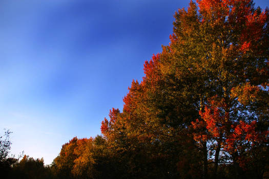 Bouquet of Seasons.