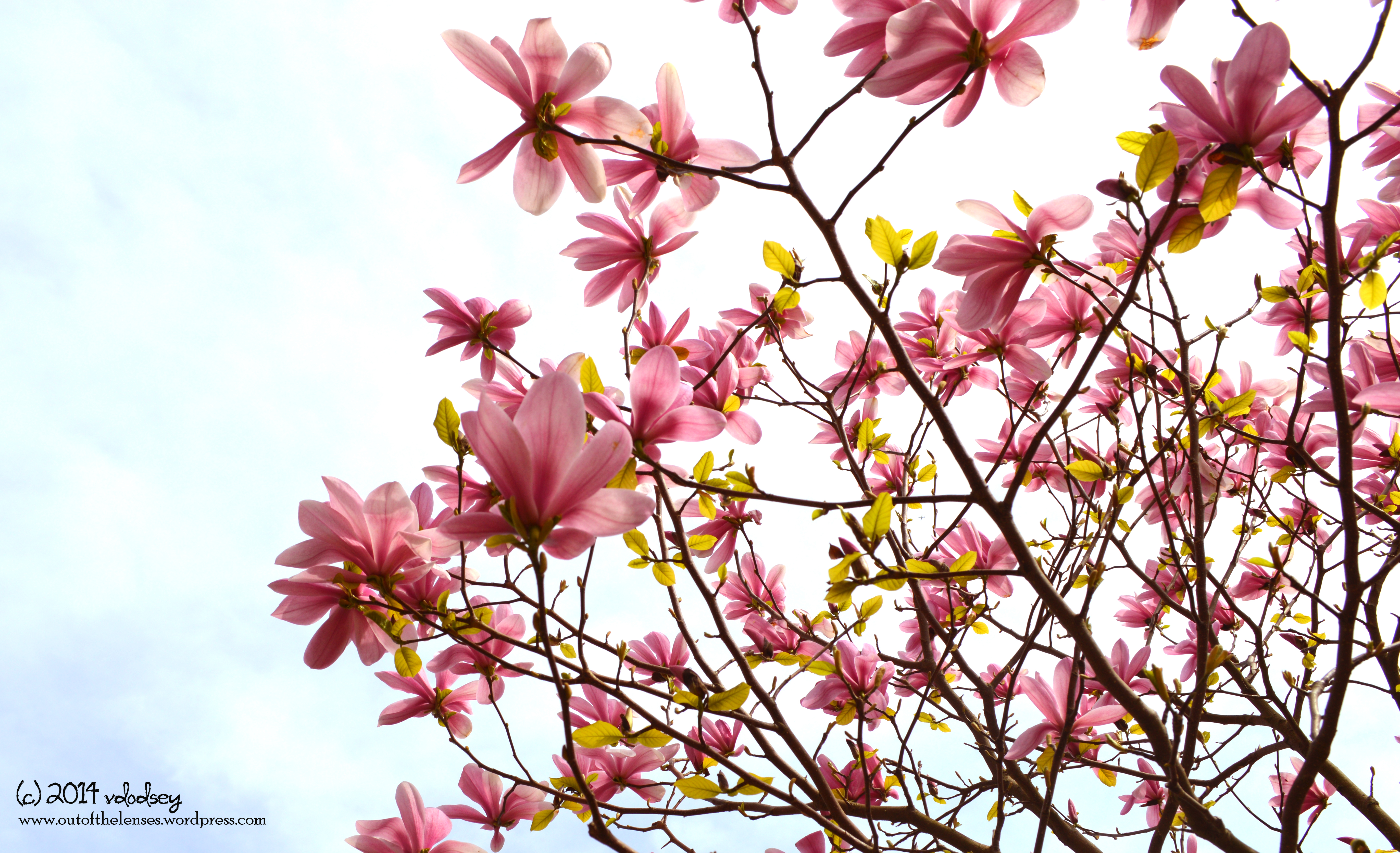 Spring blooms