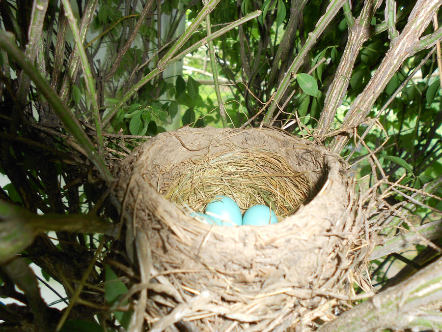 Blue Jay Eggs By ronallthetime On Deviantart