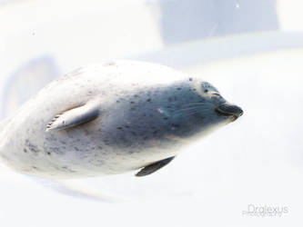 Smiley Seal - Osaka Aquarium