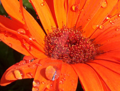 Gerber Daisy After Shower