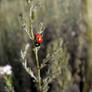 ladybug(2)