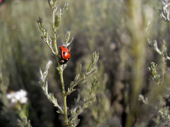 ladybug(2)